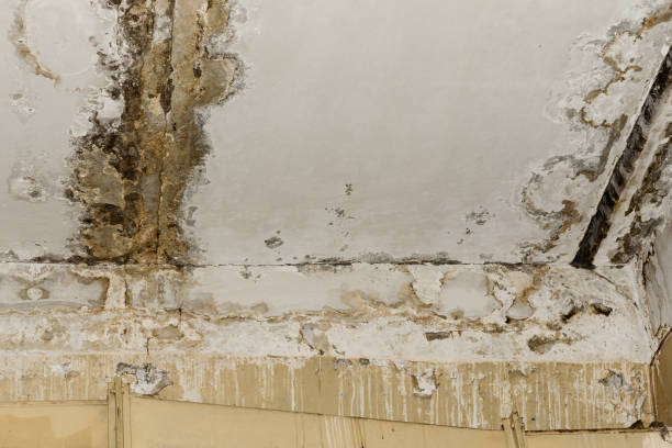 Best Water Damage & Mold Remediation  in Pinetop Country Clu, AZ