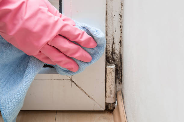 Best Basement Mold Removal  in Pinetop Country Clu, AZ