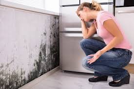 Best Black Mold Removal  in Pinetop Country Clu, AZ